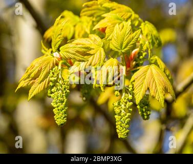 Makro Nahaufnahme Sycamore Baum blüht und Blätter im Frühjahr, Acer pseudoplatanus, Großbritannien Stockfoto
