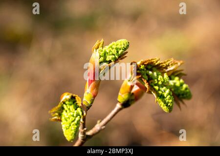 Makro Nahaufnahme Sycamore Baum Blüten und Blätter im Frühjahr, Acer pseudoplatanus, Großbritannien Stockfoto