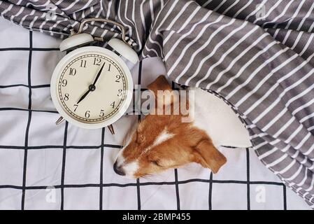 Jack russell Terrier Hund schläft im Bett mit Vintage-Wecker. Aufwachen und Morgens Konzept Stockfoto