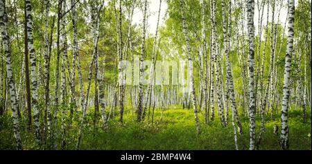 Birke Wald im Biebrza Nationalpark, Polen Stockfoto