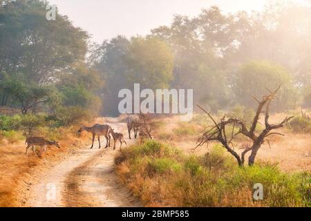 Familien mit blauem Stiernilgai und gepunkteten Deern im Ranthammore National Park. Rajasthan, Indien. Stockfoto