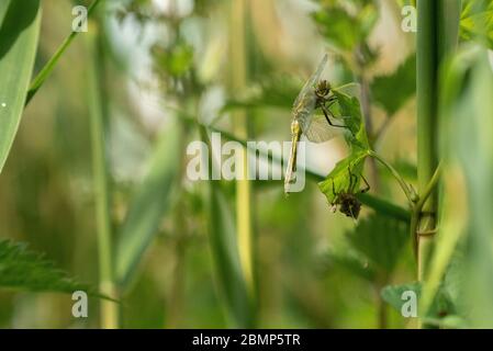 Neu aufgetauchte Schwarzschwanz-Skimmer (Orthetrum cancellatum) Stockfoto