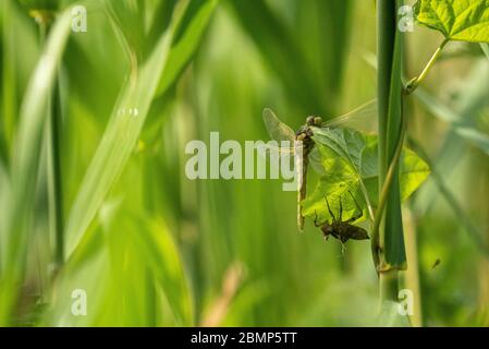 Neu aufgetauchte Schwarzschwanz-Skimmer (Orthetrum cancellatum) Stockfoto