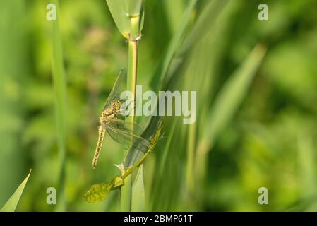 Neu aufgetauchte Schwarzschwanz-Skimmer (Orthetrum cancellatum) Stockfoto