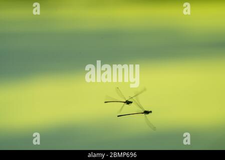 Zwei Pyrrhosoma Nymphula (große rote Damselfliege) im Flug Stockfoto