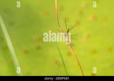 Pyrrhosoma nymphulas paaren 2 männliche 1 weibliche Stockfoto