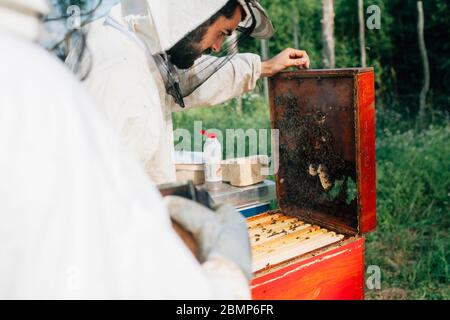 Imker öffnet Bienenstock in seinem Bienenhaus Stockfoto