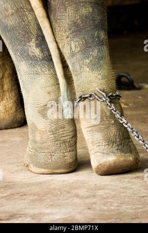 Ein Elefant, der mit Metallketten in einem Elefantenschutzgebiet gefesselt ist. Stockfoto