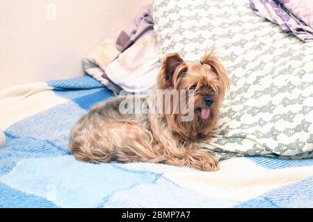 Ein kleiner shaggy Yorkshire Terrier liegt auf einem Schild auf dem Bett. Niedlicher Hund mit Zunge hängt heraus Stockfoto