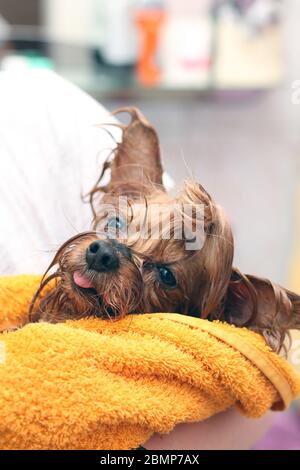 Wet Yorkshire Terrier mit seiner Zunge, die in ein gelbes Handtuch gehüllt ist. Kleiner Hund nach dem Baden in den Händen des Besitzers Stockfoto