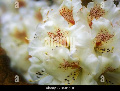 Rhododendron Maharani mit großen cremigen weißen Blüten in voller Blüte im späten Frühjahr Stockfoto