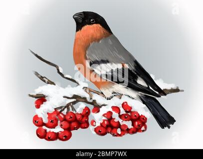 Bullfinch sitzt auf verschneiten Ast von Bergasche. Winter Natur. Stockfoto