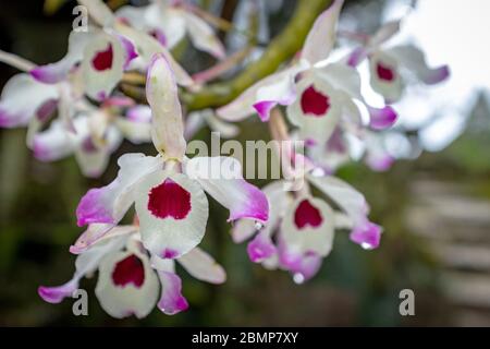 Rosa und weiße Orchidee mit Tau und verschwommenem Hintergrund, Sa Pa, Vietnam Stockfoto