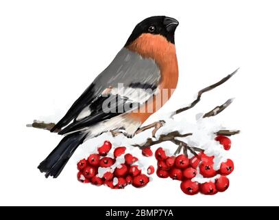 Bullfinch sitzt auf verschneiten Ast von Bergasche. Winter Natur. Weißer Hintergrund Stockfoto