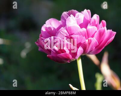 Eine Nahaufnahme des Tulip Blue Spectacle, einer spät blühenden Tulpe mit tiefviolett-violetten Blüten, die mit blauem Glanz getönt sind. Stockfoto