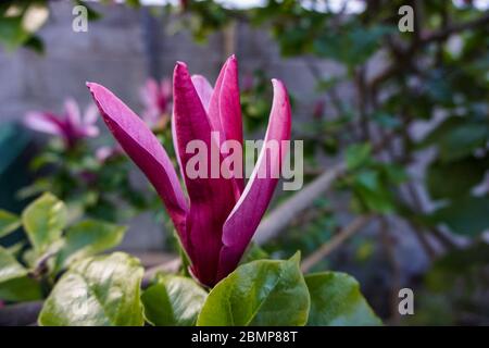 Die auffällige lila Blume der Magnolia Liliflora Nigra, ein langsam wachsender Strauch, der zu einem kleinen Baum wächst Stockfoto