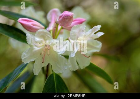 Der Rhododendron, Goldfort mit cremefarbenen Blüten und die Knospen sind rosa, bevor sie sich entfalten Stockfoto