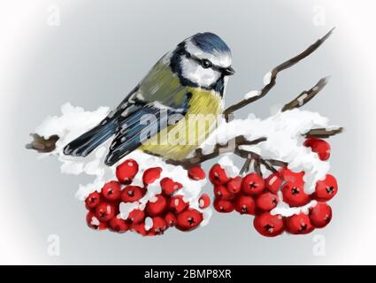 Titmouse sitzt auf verschneiten Ast der Bergasche. Winter Natur Stockfoto