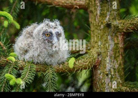 Baby-Langohreule im Wald, auf Baumstamm im Wald Lebensraum sitzen. Schönes kleines Tier in der Natur Stockfoto