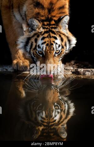 Tiger männlich Trinkwasser. Wildlife Szene mit Gefahr Tier Stockfoto