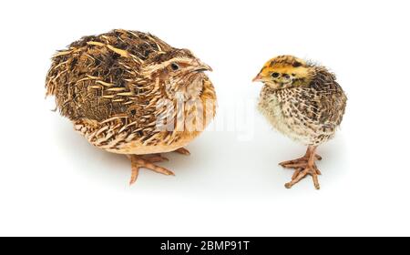 Baby und reife Wachtelvogel isoliert auf weiß Stockfoto