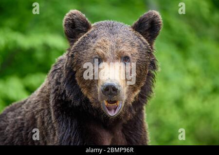 Nahaufnahme Schlaf Braunbär Porträt. Gefahr Tier in der Natur Lebensraum. Großes Säugetier. Wildlife-Szene Stockfoto