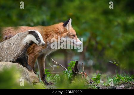 Rotfuchs, Vulpes Vulpes und Dachs, schönes Tier auf grüner Vegetation im Wald, in der Natur Lebensraum. Wildtiere Natur, Europa Stockfoto