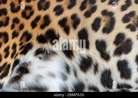 Im Leopardenmuster. Echte Fellhaut Textur. Tierdruck Muster Fliese Hintergrund Stockfoto