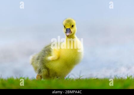 Niedliches kleines häusliche Küken im grünen Gras. Baby Tier auf der Wiese im Frühling. Bauernhof-Thema Stockfoto