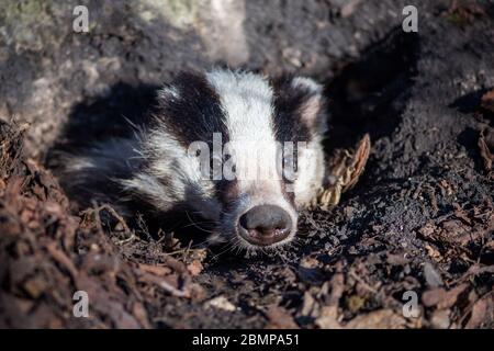 Dachs schaut aus dem Loch, Tier in der Natur Lebensraum. Wildes Tier im Wald. Säugetier in der Umwelt Stockfoto