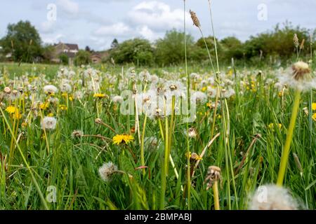 Eine typisch englische Wiese mit verschiedenen Gräsern, und sowohl Löwenzahn Taraxacum officinale Blumen und Samenkopfuhren mit dem Fokus auf die Voragun Stockfoto