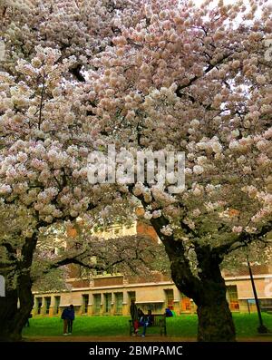 Bezaubernde Aussicht auf Seattle, Washington Stockfoto