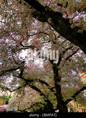 Bezaubernde Aussicht auf Seattle, Washington Stockfoto