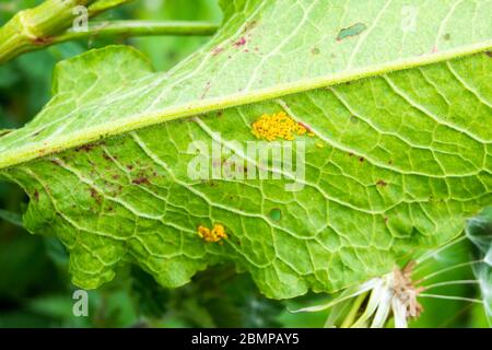 Cluster der gelben Eier des Grünkäfer Gastrophysa viridula auf der Rückseite eines breiten blättrigen Hafenblattes Rumex obtusifolius gelegt Stockfoto