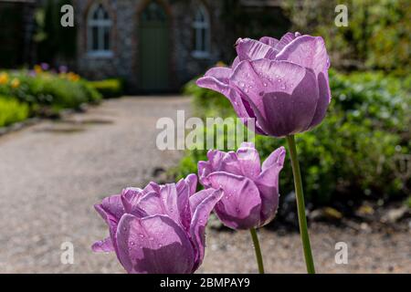 Tulpen im ummauerten Garten der West Dean Gardens bei Chichester. Stockfoto