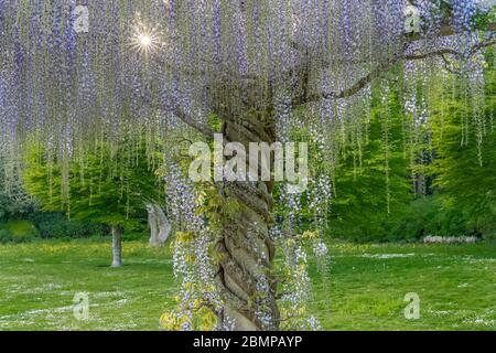 An der Pergola in den West Dean Gardens bei Chichester entlang der japanischen Glyzinie. Stockfoto