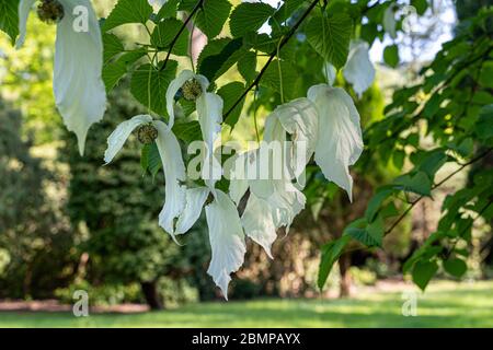 Der prächtige Taschentuch Baum in Blüte Stockfoto