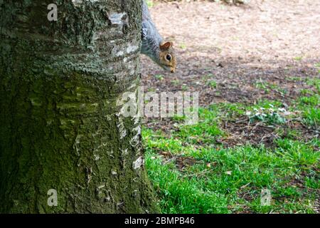 Ein östliches graues Eichhörnchen Sciurus carolinensis, das in der Nähe des Bodens um einen Baumstamm herumguckt Stockfoto