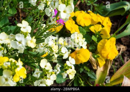 Eine aschige Bergbiene Andrena cineraria, die sich von Blumen in einem gemischten Blumenbeet ernährt Stockfoto