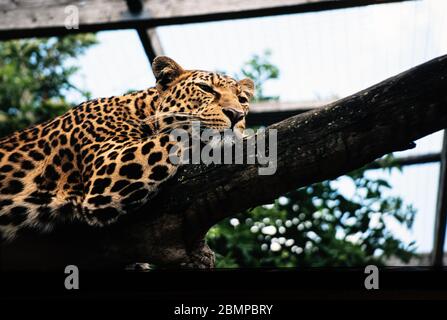 Leopard (Panthera pardus) liegt auf einem Holzstamm in Gefangenschaft in einem Zoo Stockfoto