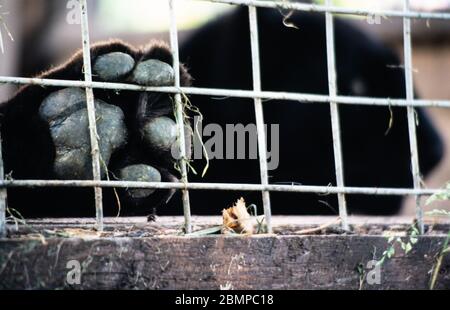 Schwarzer Panther / Jaguar / Leopard Fuß gegen seinen Käfig mit seinen Pads Stockfoto