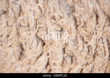 Traurig kulunda Zucht Schafe. Maulkorb teilen. Fleisch- und Pelzproduktion. Tier Stockfoto