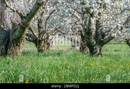 Frühling ist Michigan USA bietet Blick auf blühende Apfelplantagen mit weißen Blumen bedeckt Apfelbäume Stockfoto