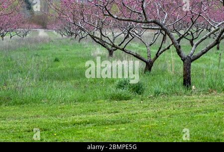 Rosa Blüten auf blühenden Pfirsichbäumen in einem Michigan USA Obstgarten Stockfoto