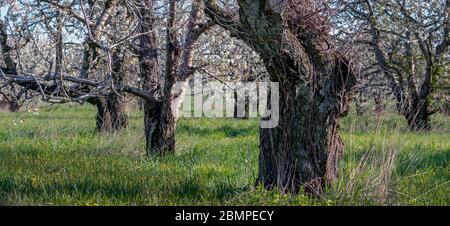 Panorama der schönen alten Apfelbäume im Frühling, Michigan USA Apfelgarten Stockfoto