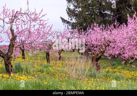 Ältere, etablierte Pfirsichbäume sind in diesem hübschen Obstgarten mit rosa Blüten bedeckt Stockfoto