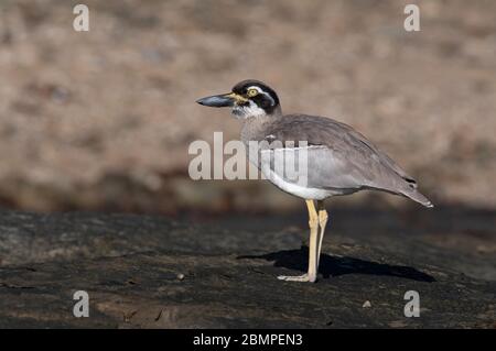 Strand Steincurlew (Esacus magnirostris) an einem felsigen Strand Stockfoto