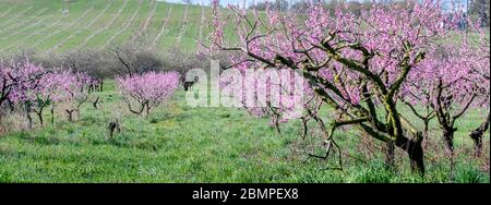 Panorama der schönen Pfirsichbäume in voller Blüte auf einem Hügel, mit neuen Bäumen in der Ferne gepflanzt Stockfoto