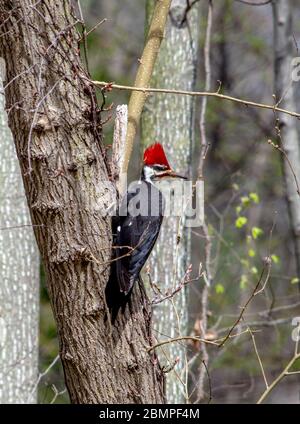 Rotkopfspecht posiert auf einem Baumstamm und sucht sich im Wald nach Gefahr Stockfoto