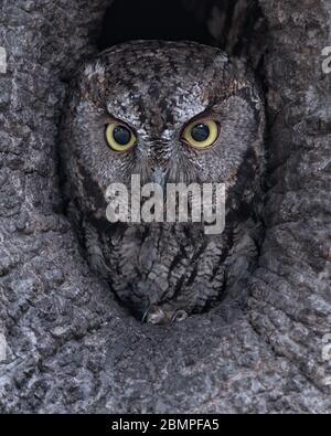 The Bark Lives - Diese Western Screech Owl ist in der Mitte meines Rahmens, aber vermeidet es, mit seiner erstaunlichen Tarnung gesehen zu werden. Stockfoto